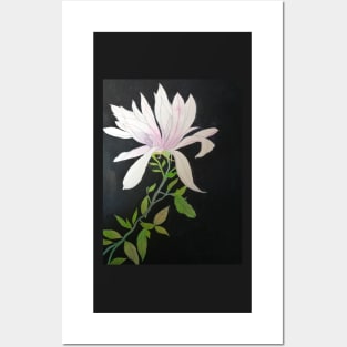 Pale pink magnolia against a dark background Posters and Art